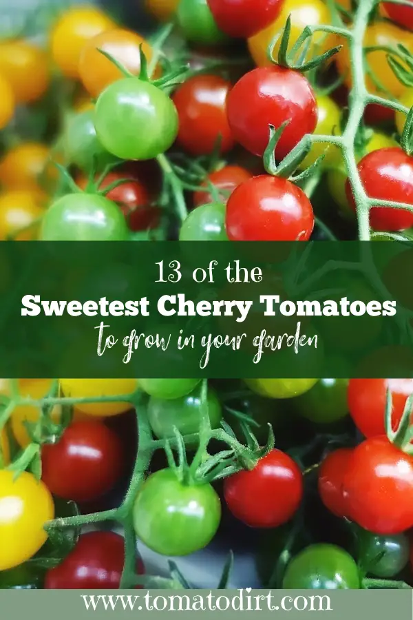 13 of the sweetest cherry tomatoes to grow in the garden with Tomato Dirt #HomeGardening #GrowTomatoes
