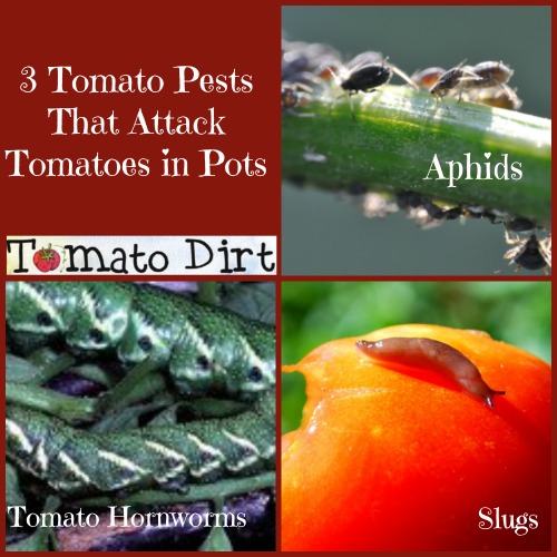3 tomato pests that attack tomatoes in pots with Tomato Dirt