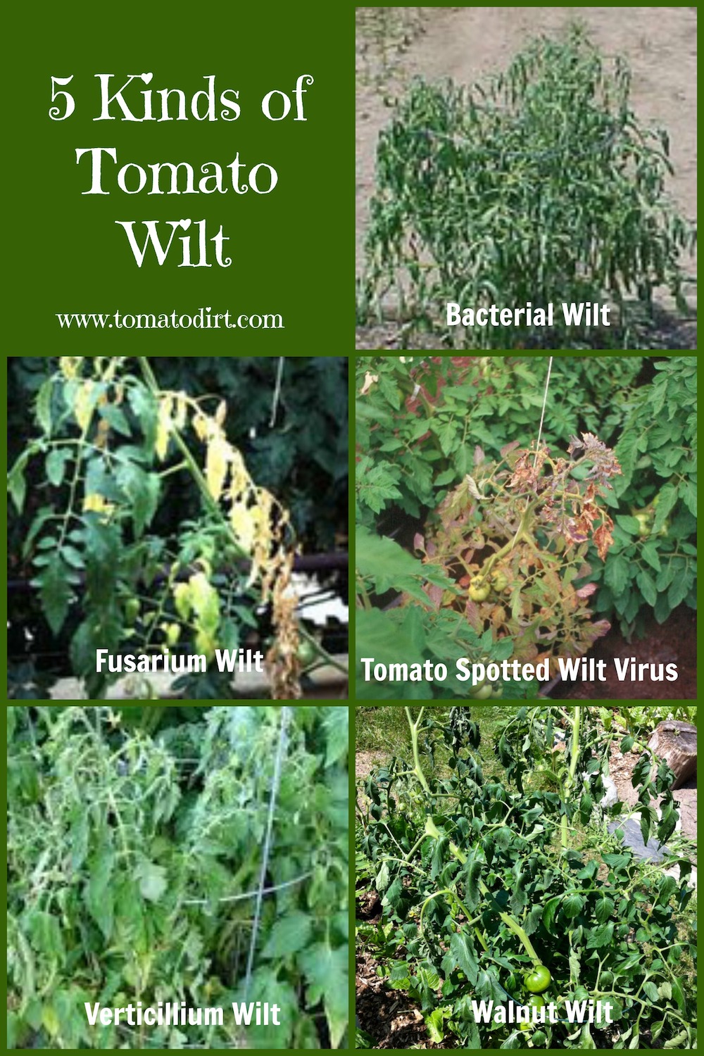 Compare 5 kinds of tomato wilt as you're identifying tomato diseases with Tomato Dirt
