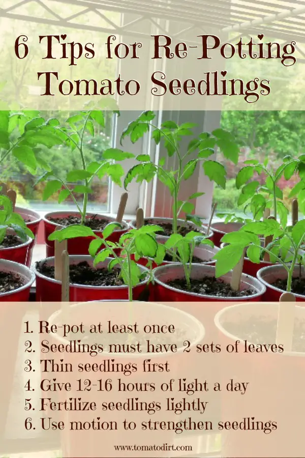 Repotting tomato plants care