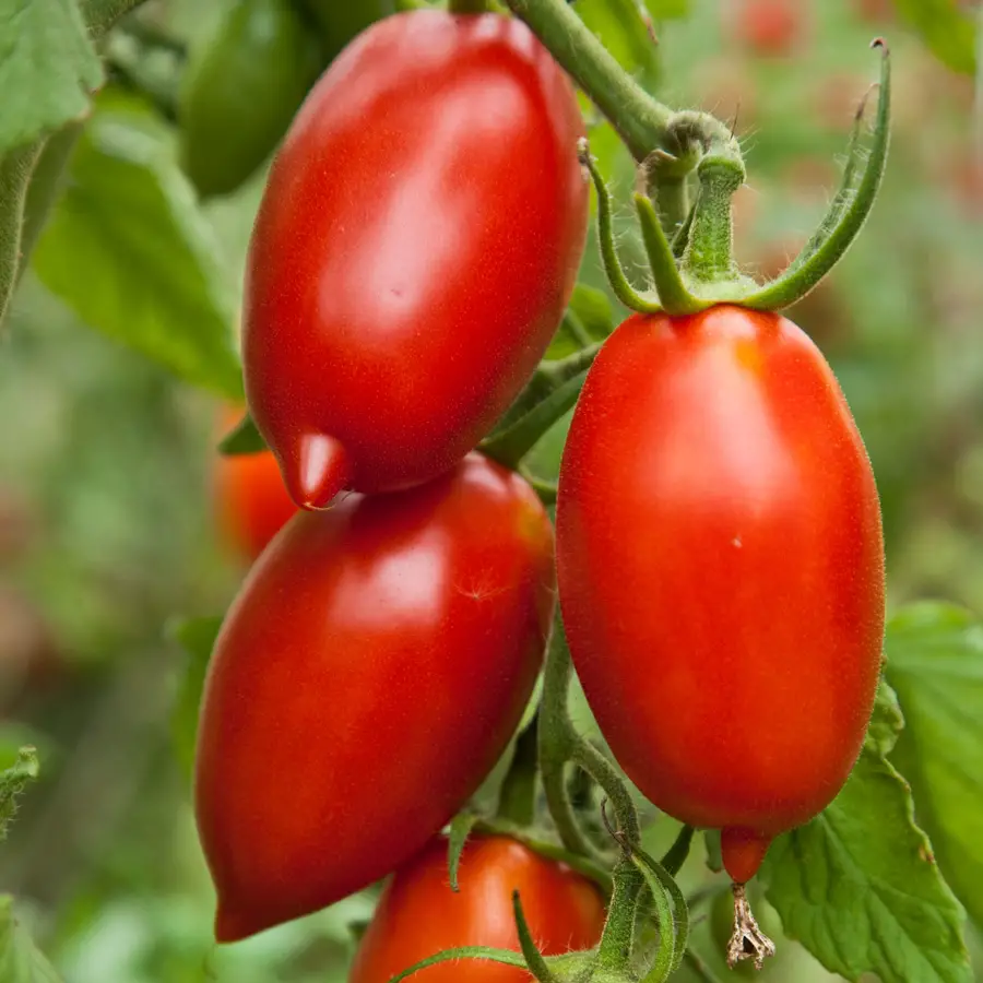 www.tomatodirt.com
