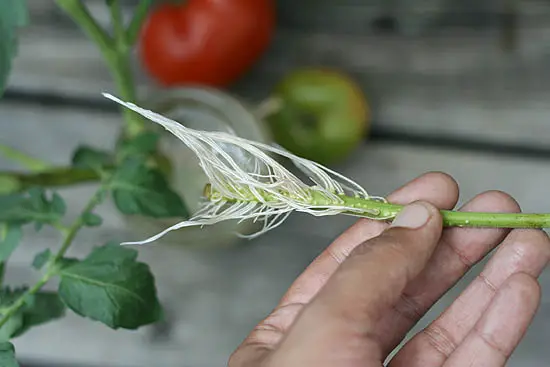 Rooted tomato cuttings with Tomato Dirt