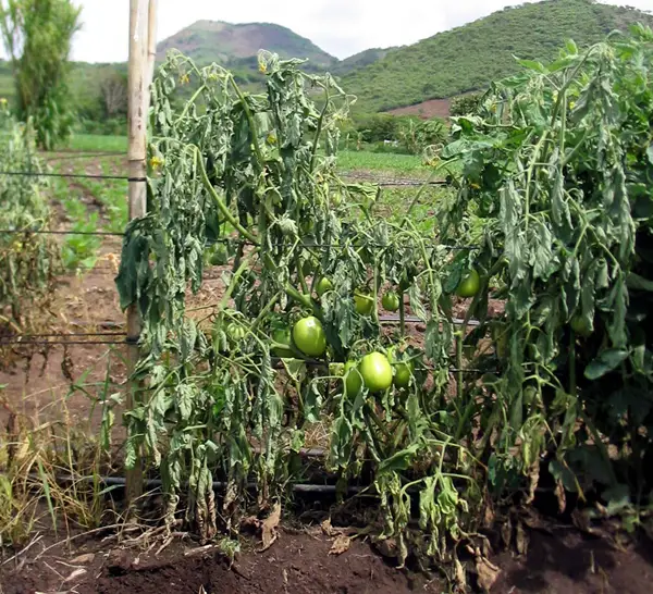 Bacterial wilt on tomatoes - image from University of Wisconsin via Tomato Dirt