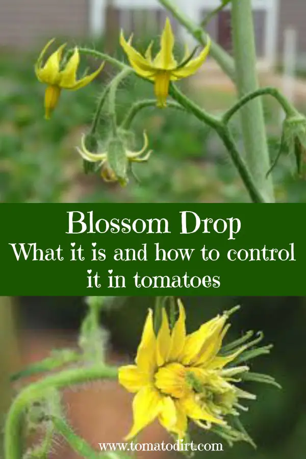 Blossom drop in tomatoes: what it is and what to do about it. Solve tomato problems with Tomato Dirt