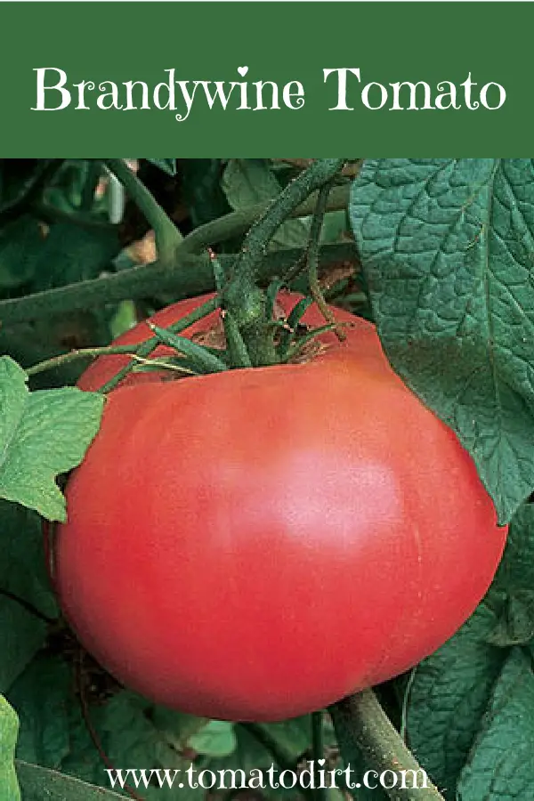 Brandywine Tomato with Tomato Dirt #GrowTomatoes #HomeGardening