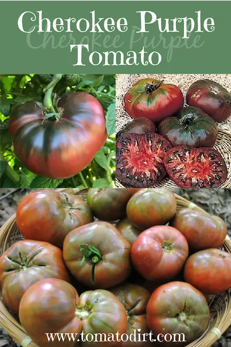 Cherokee Purple Tomato heirloom tomato variety with Tomato Dirt #HomeGardening #GrowingTomatoes #TomatoVarieties