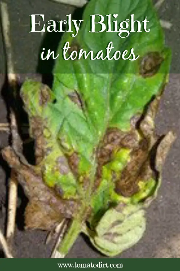 Early blight in tomatoes: how to identify, prevent, and control it with Tomato Dirt #GrowTomatoes #TomatoDiseases