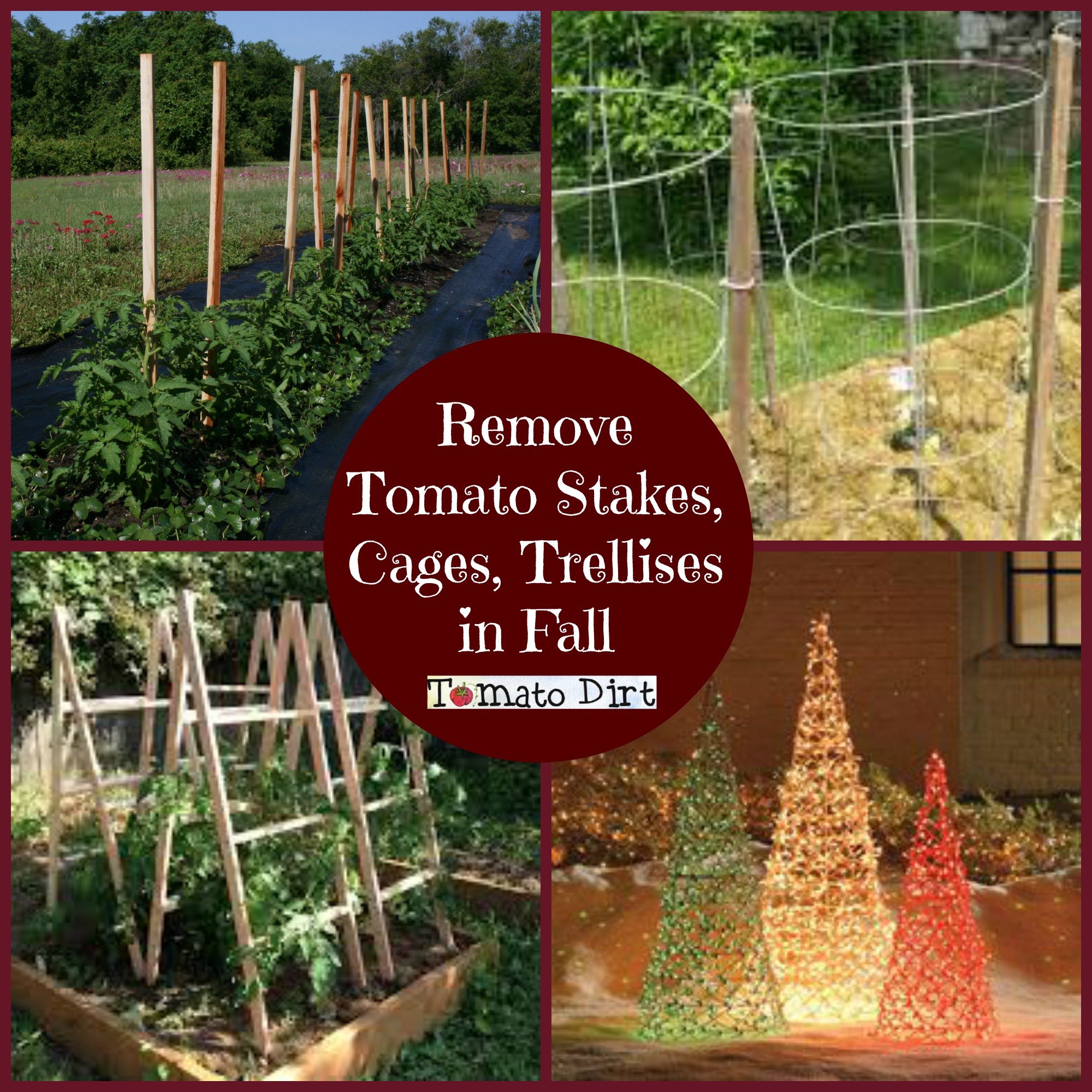 Remove Tomato Stakes, Cages, Trellises in Fall from Tomato Dirt