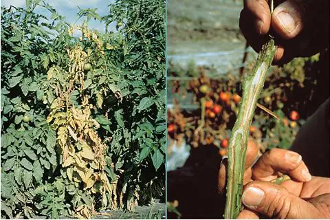 Fusarium wilt on tomatoes by American Phytopathological Society via Tomato Dirt