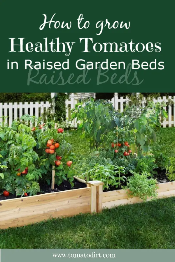 How to grow healthy tomatoes in raised garden beds with Tomato Dirt #GrowTomatoes #HomeGardening