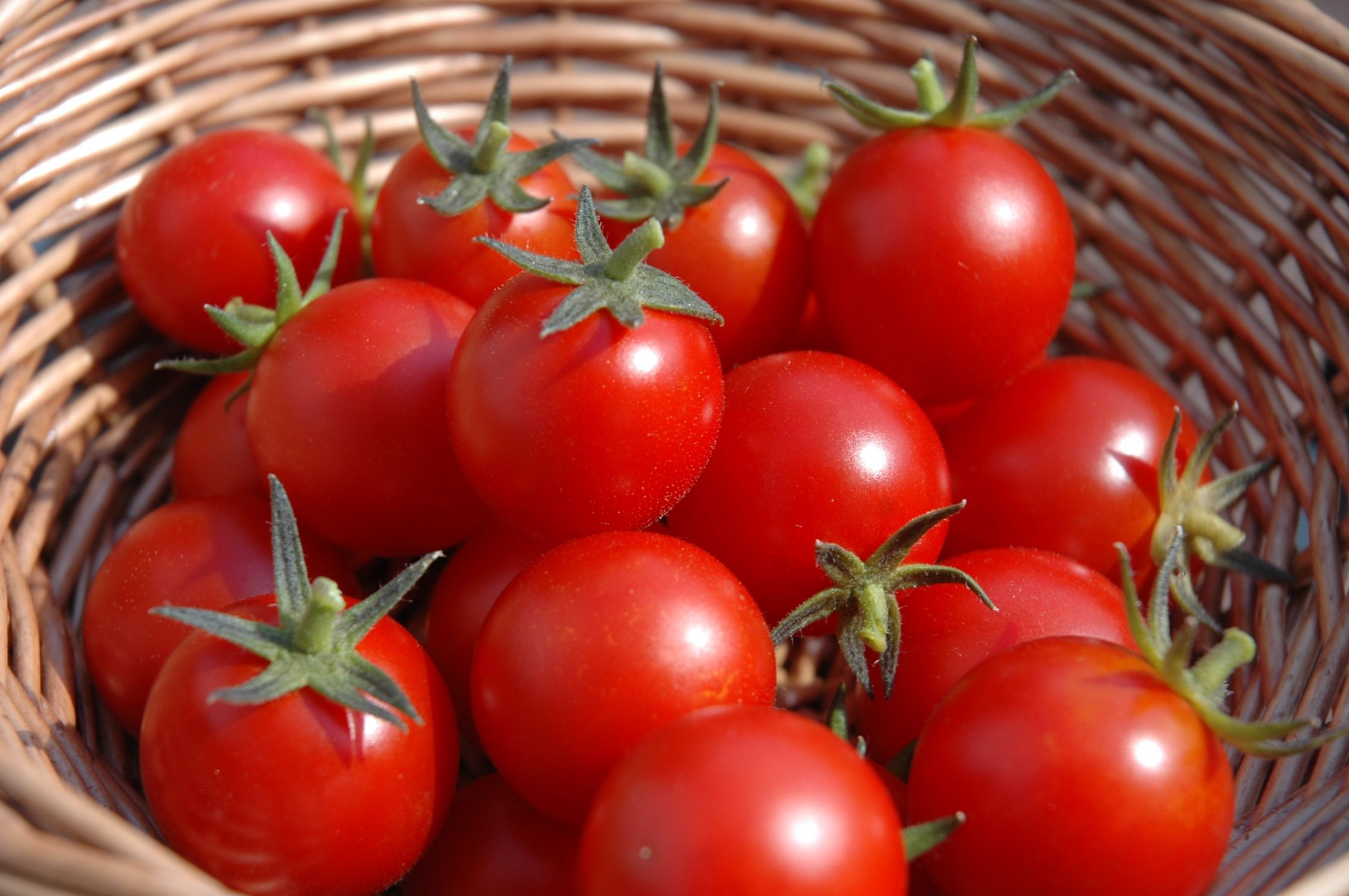 Image result for Tomatoes