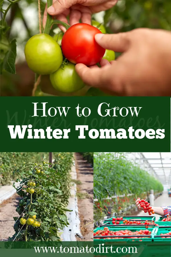 How to grow winter tomatoes with Tomato Dirt #GrowTomatoes #HomeGardening