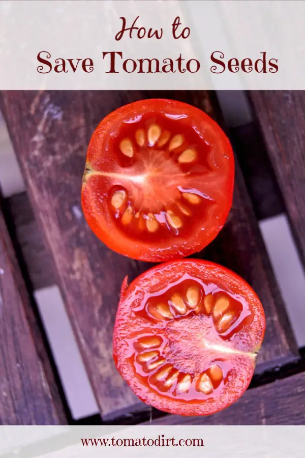 How to save tomato seeds with Tomato Dirt #TomatoGrowingTips
