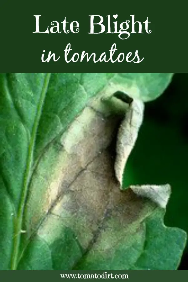 Tomato Blight How To Identify And Treat Late Blight In Tomatoes,Virginia Sweetspire Leaves