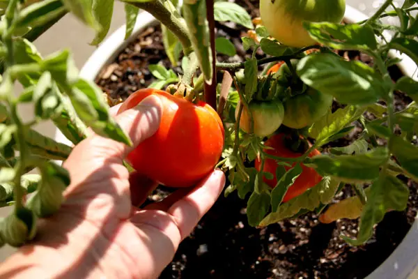 Picking tomatoes with Tomato Dirt