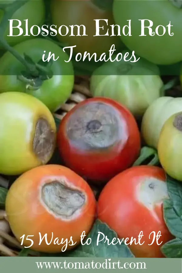 Use these 15 tips to prevent Blossom End Rot in tomatoes with Tomato Dirt #GrowTomatoes #HomeGardening