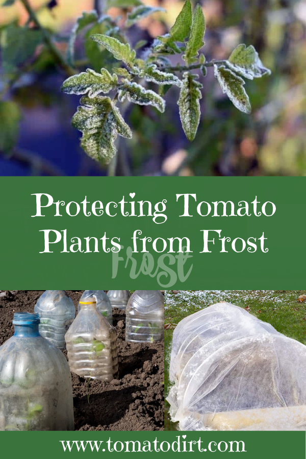 Protecting plants from frost: FAQs with Tomato Dirt #GrowingTomatoes #HomeGardening
