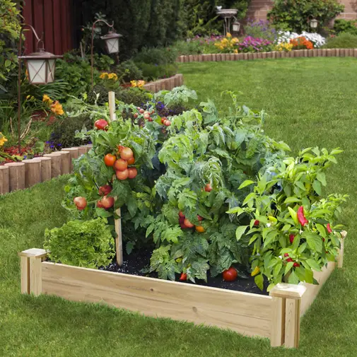 Growing Tomatoes in Raised Beds