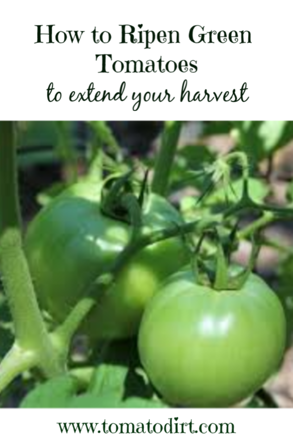 Ripening green tomatoes to extend your harvest with Tomato Dirt #GardeningTips #GrowingTomatoes