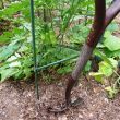 Root pruning a tomato plant with Tomato Dirt