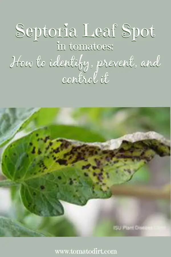 Septoria leaf spot in tomatoes: how to identify, prevent, and control it with Tomato Dirt #GrowTomatoes #TomatoProblems