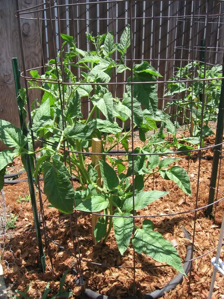 Short tomato cage with Tomato Dirt
