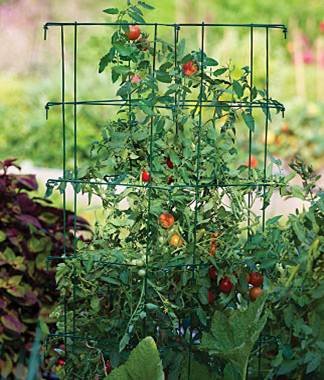 Stackable tomato cages with Tomato Dirt