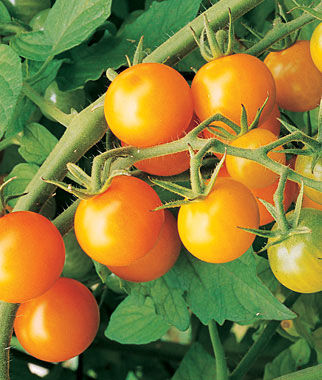 Sungold Cherry Tomatoes with Tomato Dirt