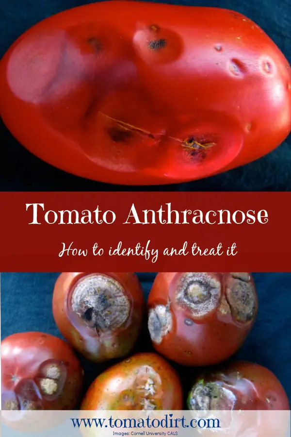 Tomato anthracnose: how to identify and treat it with Tomato Dirt #GrowingTomatoes #TomatoDiseases