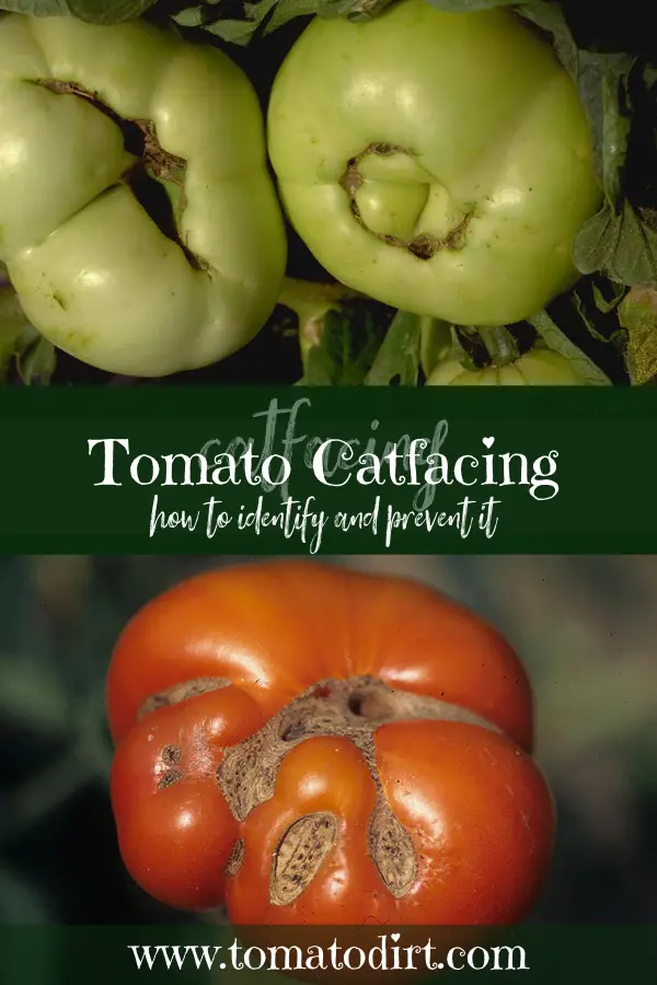 Tomato catfacing with Tomato Dirt #GrowingTomatoes #HomeGardening