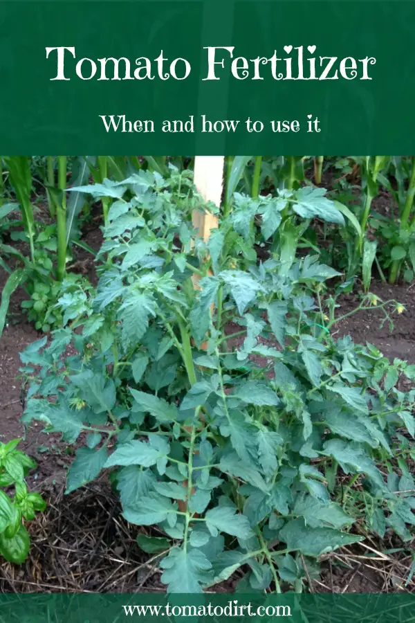 Tomato fertilizer: when and how to use it with Tomato Dirt. #TomatoGrowingTips #GrowingTomatoes