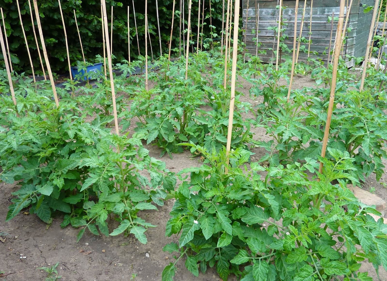 Tomatoes planted in single rows from Tomato Dirt via Morning Ag Clips