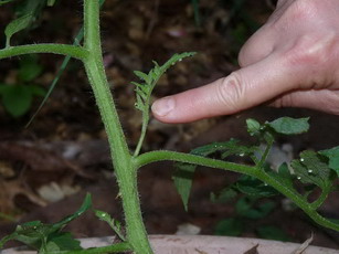 tomato sucker growing just above a leaf branch