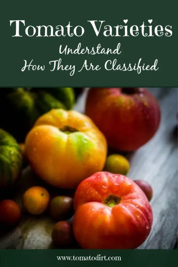 Tomato Varieties: 3 ways to understand how they are classified with Tomato Dirt. #GrowTomatoes #HeirloomTomatoes