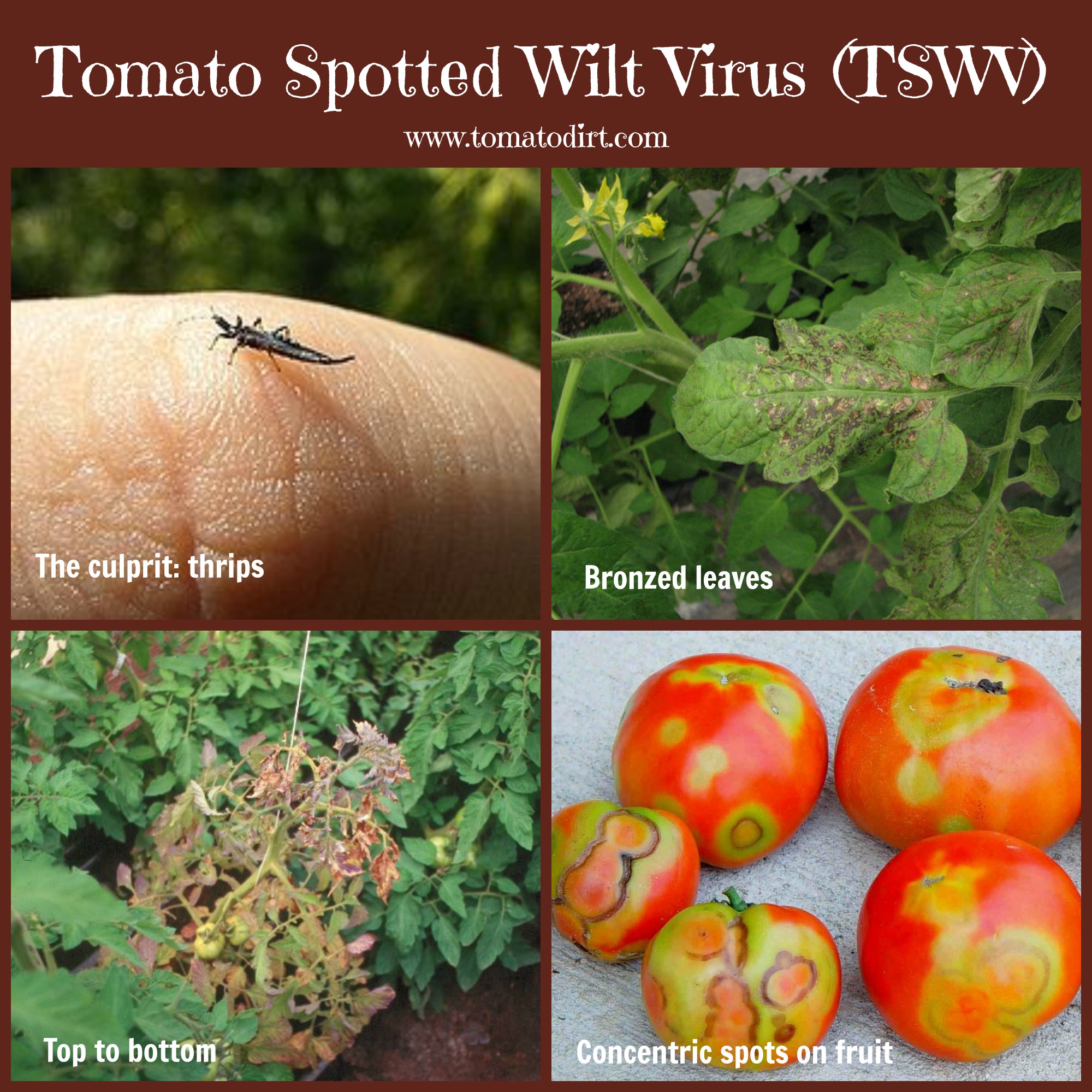 Tomato Spotted Wilt Virus (TSWV): how to identify, control, and prevent it with Tomato Dirt