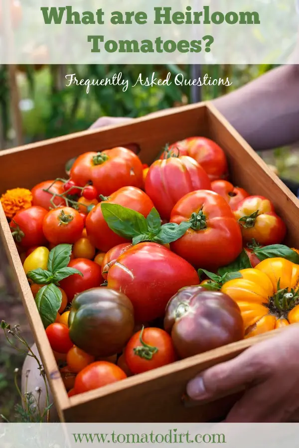 What are heirloom tomatoes? FAQs with Tomato Dirt #GrowingTomatoes #heirloomtomatoes #homegardening