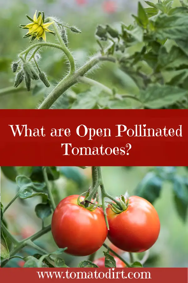 What are open pollinated tomatoes? A quick tutorial with Tomato Dirt #HomeGardening #GrowingTomatoes