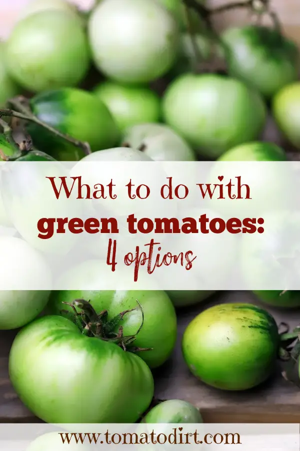 What to do with green tomatoes with Tomato Dirt #HomeGardening #GrowTomatoes #Tomatoes