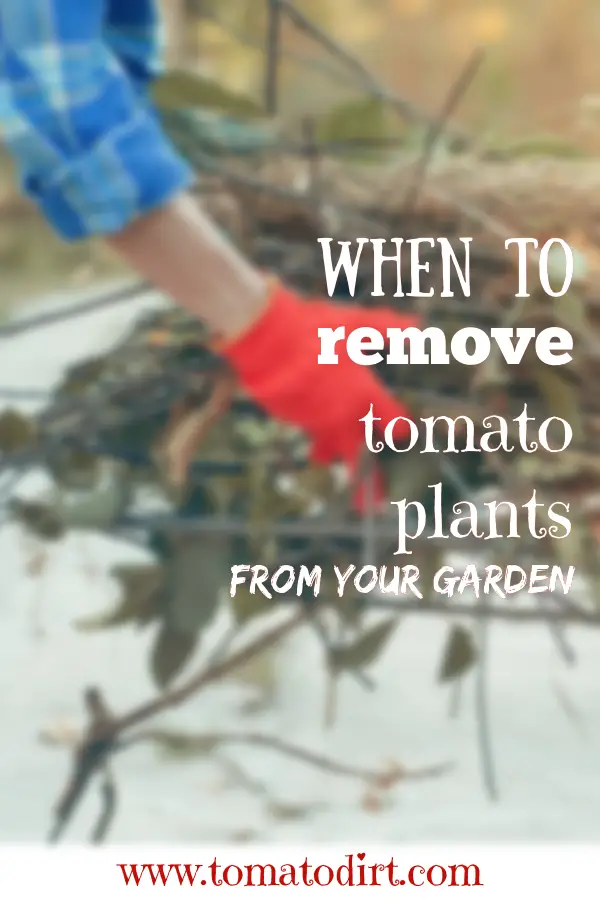 When to remove tomato plants in the fall with Tomato Dirt #HomeGardening #GrowTomatoes