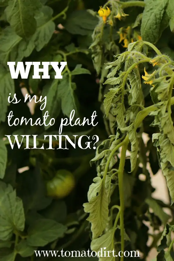 Your wilting tomato plant - can you revive it? with Tomato Dirt #GrowTomatoes #HomeGardening #TomatoProblems