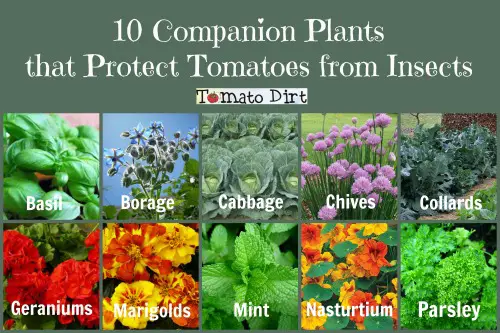 10 companion plants that protect tomatoes from insects from Tomato Dirt
