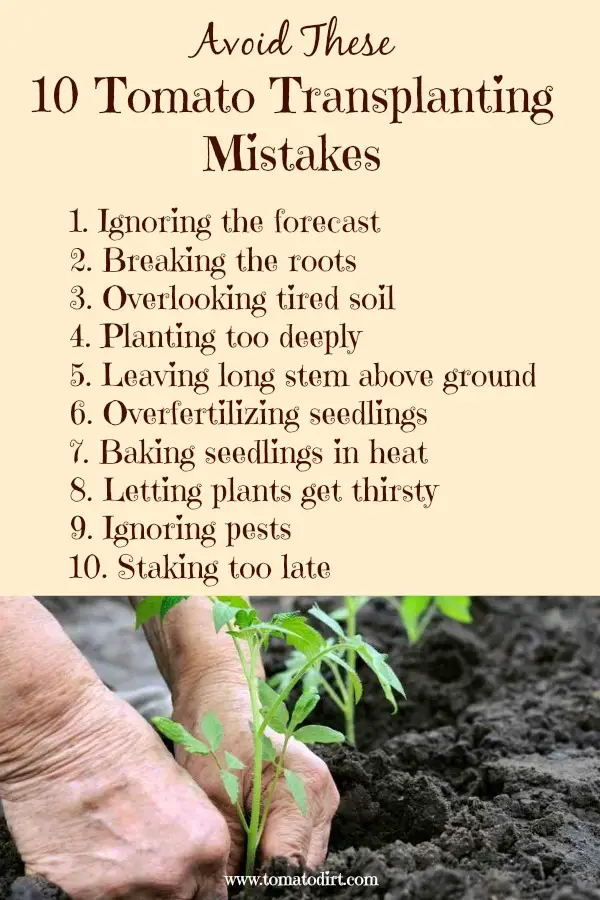 Avoid 10 mistakes when transplanting tomato seedlings and growing tomatoes. With Tomato Dirt