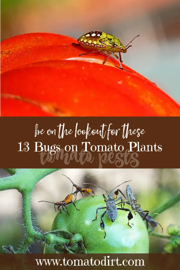 What Are Little Black Bugs On My Tomato Plants Infoupdate