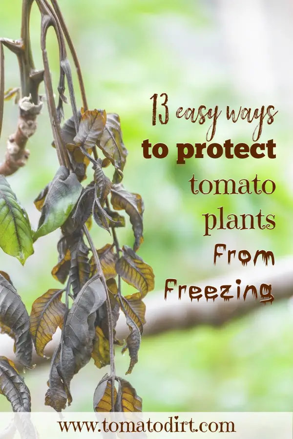 13 ways to protect plants from frost with Tomato Dirt #GrowTomatoes #HomeGardening