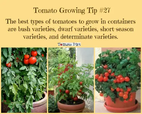 Tomato Growing Tip #27: best tomato varieties to grow in small containers. #GrowingTomatoes with Tomato Dirt