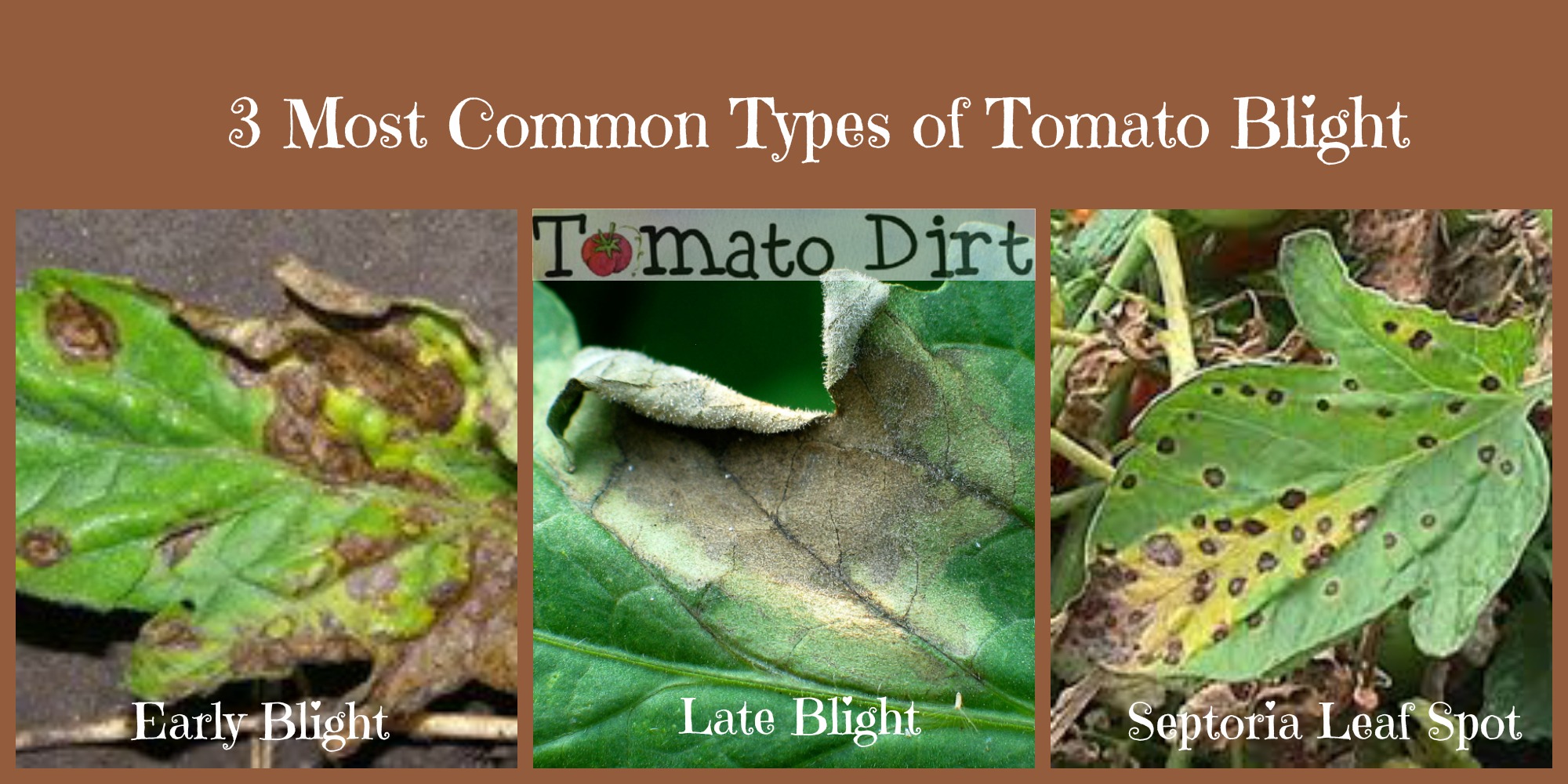 3 most common types of tomato blight with Tomato Dirt