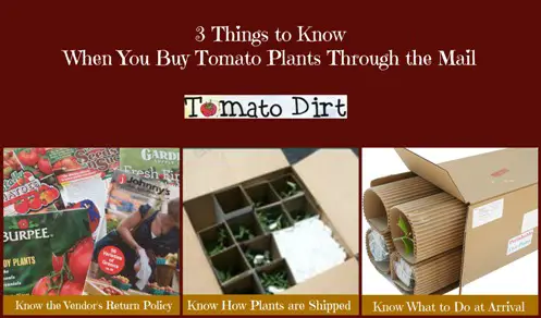 3 things to know when you buy tomato plants through the mail