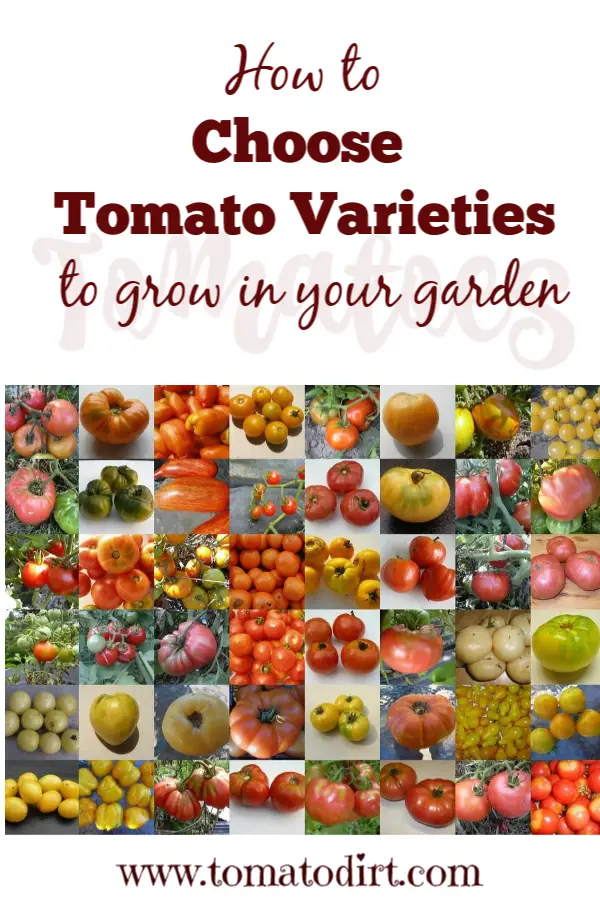 3 ways to choose tomato varieties for your garden (image courtesy Tomato Bob via Tomato Dirt) #GrowingTomatoes #TomatoGrowingTips