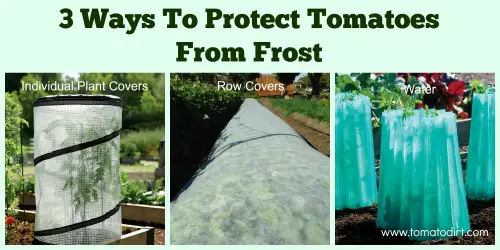 3 kinds of frost protection for tomatoes with Tomato Dirt