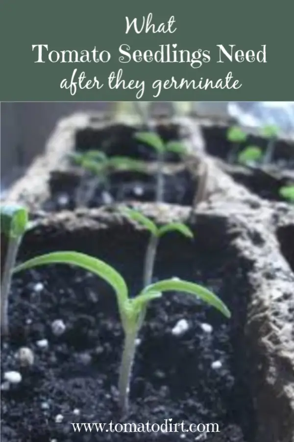 What tomato seedlings need after they germinate to flourish with Tomato Dirt #GrowingTomatoes #HomeGardening